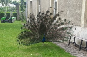 peacock